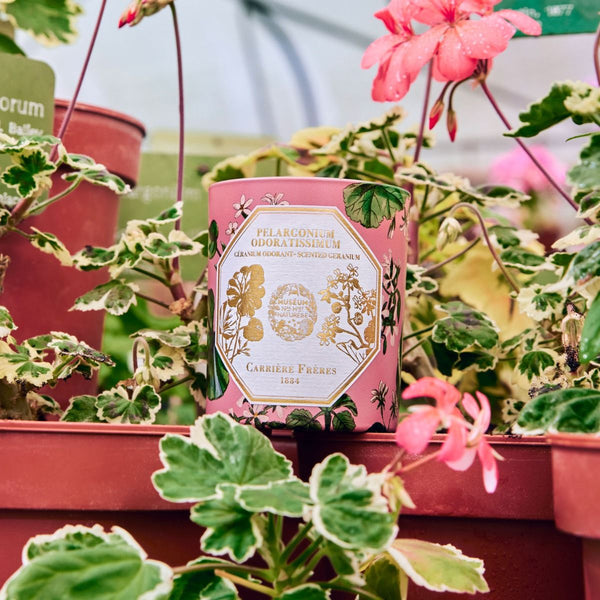 Carrière Frères X HTE MUSEUM Candle Geranium Pelargonium Odoratissimum