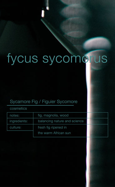 FYCUS SYCOMORUS AMBIANCE TRIGGER