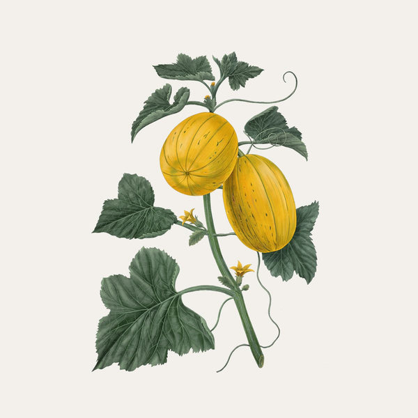 Carrière Frères Candle Melon Cucumis Melo