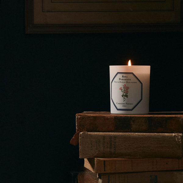 Carrière Frères Candle Damask rose Rosa Damascena