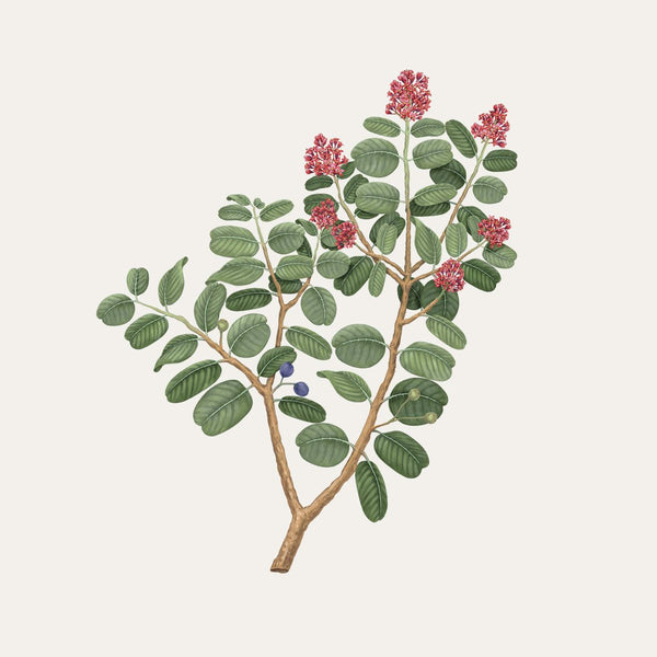 Carrière Frères Candle Sandalwood Santalum Album