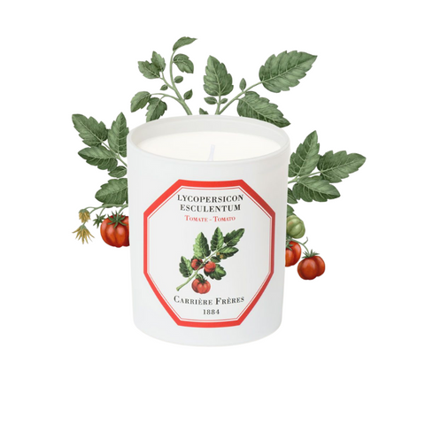 Carrière Frères Candle Tomato Lycopersicon Esculentum